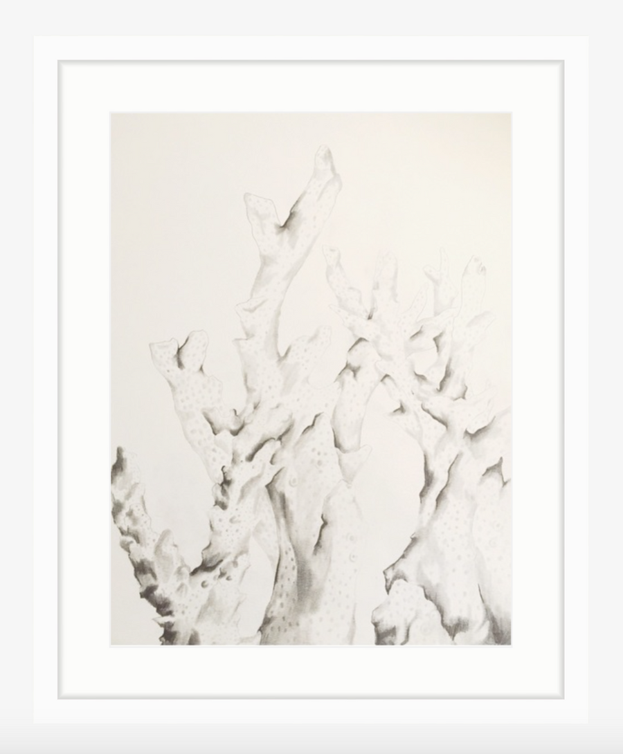 coral series