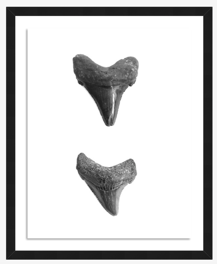 shark tooth art