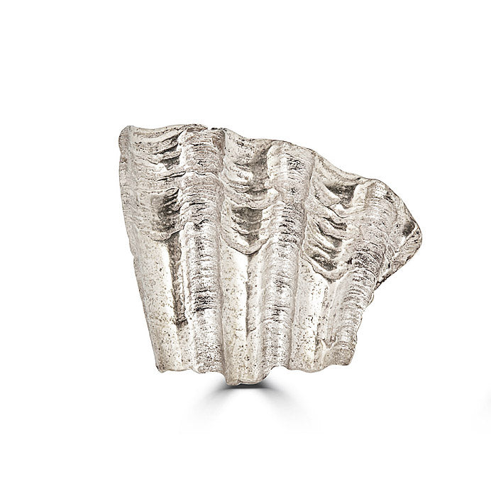 sea shell earrins
